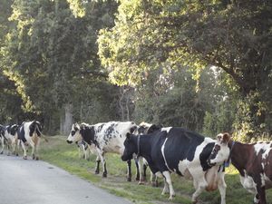 Vaches_Normandes1