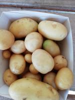 pdt primeur