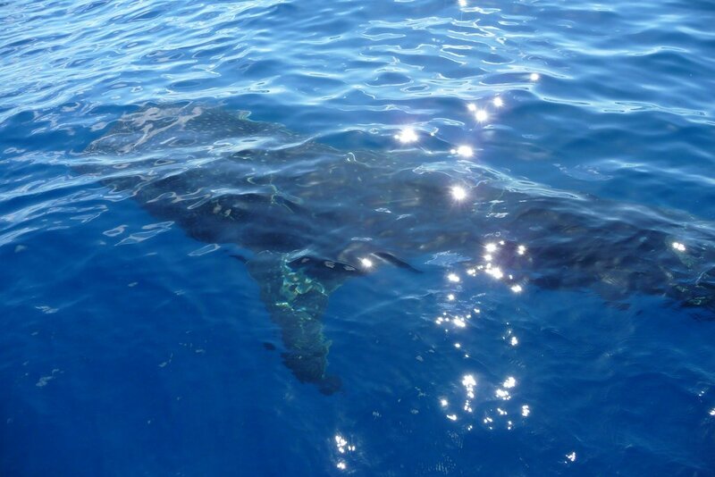 Requin baleine (2)