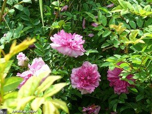 Jardin privé du rosiériste André EVE