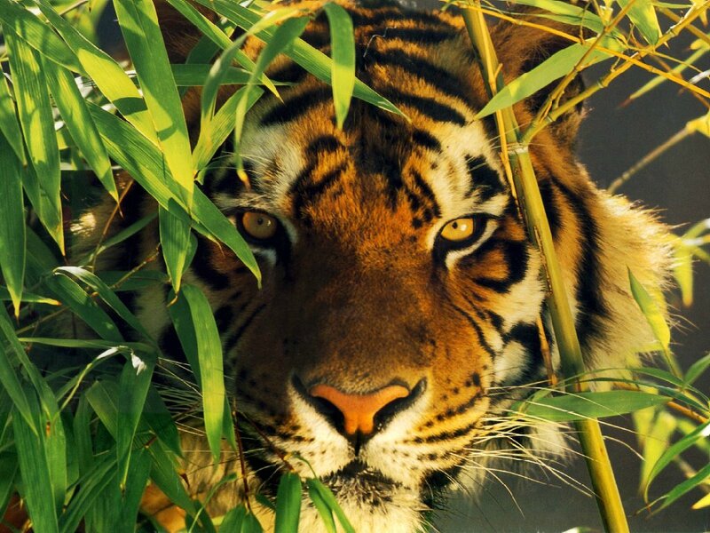 photo-tigre-dans-la-jungle