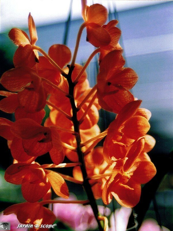 Orchidée, souvenir de Thaïlande