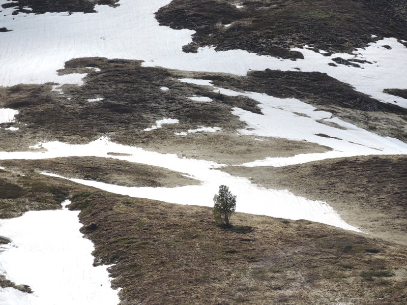 Lescun, lac d'Ansabère, sentier 3, neige, arbre sur le pic de la Chourique
