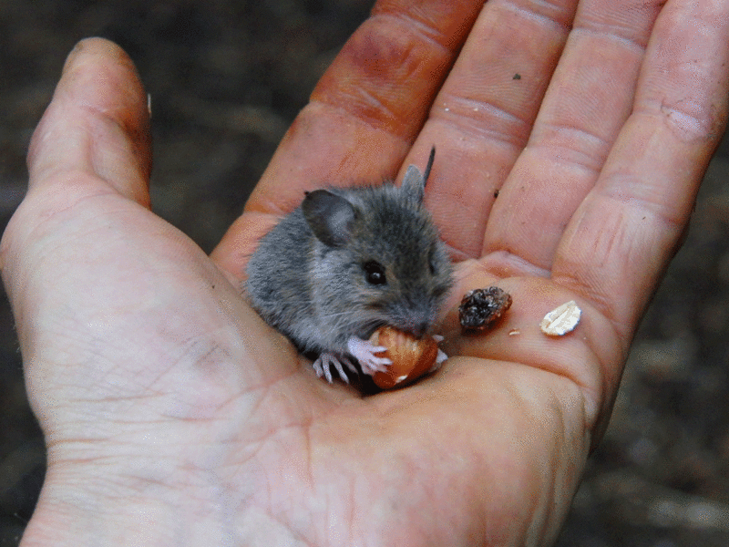 Photo-petite-souris-mangeant-dans-la-main-de-Marc-Freukes