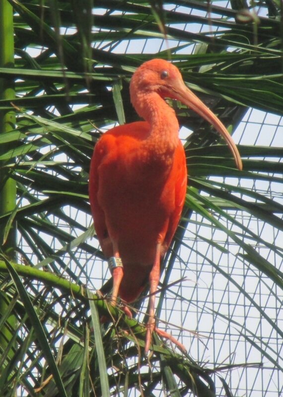 78 Ibis rouge Zoo de Guyane