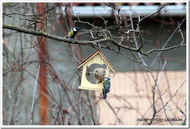 IMG_BOULES GRAISSES MAISON OISEAUX (31)