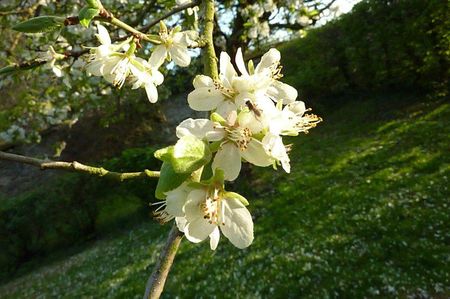 Fleurs de Quetsches 2012