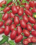 tomate cerise poire rouge (2)