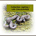 Collection reptiles : les COULEUVRES