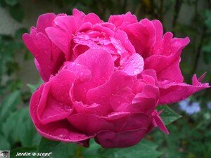 Pivoine_Karl