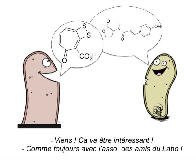 microorganismes