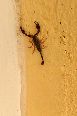 Scorpion_III_1230