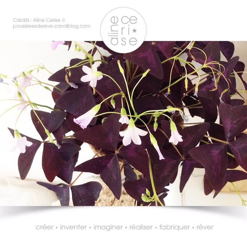 Oxalis-Triangularis-2