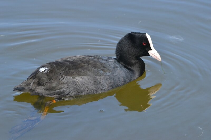 Parc ornithologique Teich 209