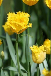 IMG_2496copie2