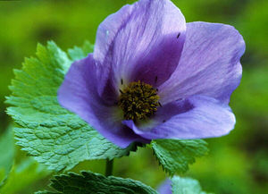 fleur_violette