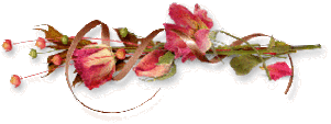 Gif barre belle composition tulipes perroquets rouges droite 320 pixels