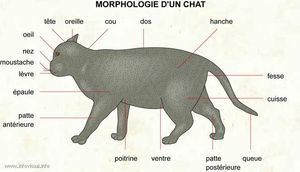 chat[1]anatomie