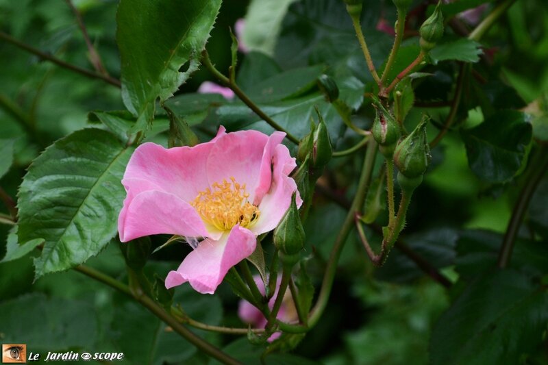 9985-Rosier-Sparrieshoop