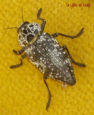 l_insecte