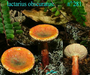 lactarius_obscuratus_n_281