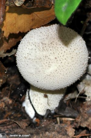 Vesse-de-loup perlée • Lycoperdon perlatum