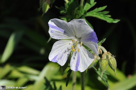 Geranium-pratense-Splish-Splash