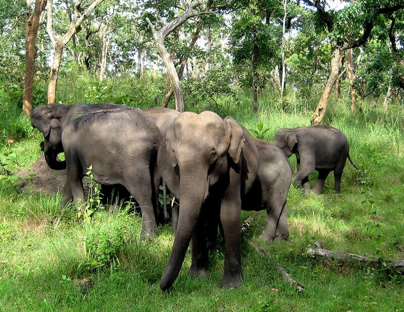 ELEPHANTS INDIENS DANS LE PARC NATIONAL DE MUDUMALAI