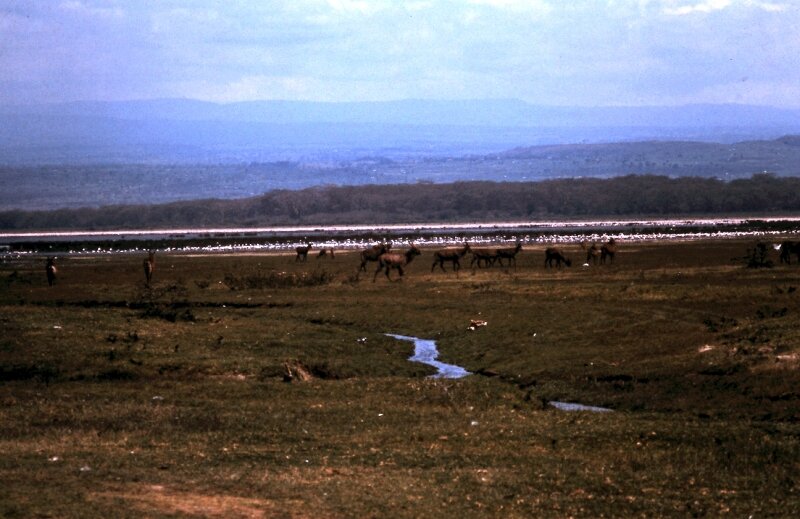 nakuru b