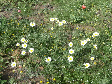 Chrysanthemum_coronarium_discolor_1