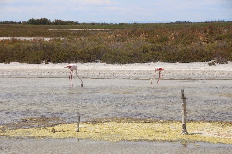 camargue_flamants