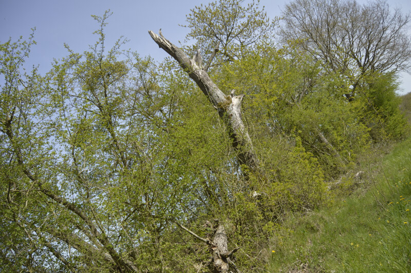 _DSC0094