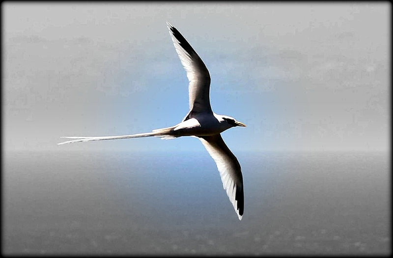 alain sichel2