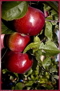 galerie_membre_fruit_trois_pommes