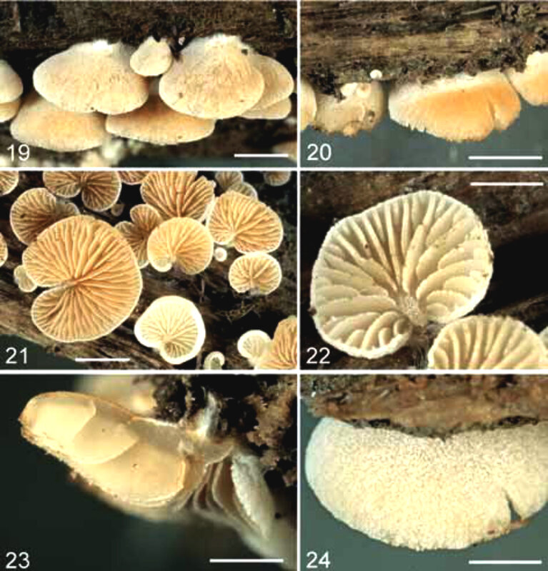 24-Crepidotus-malachioides-basidiomata-Note-the-light-brown-colour-of-the-spores-on