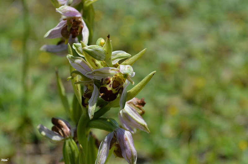 190622_ophrys_abeille