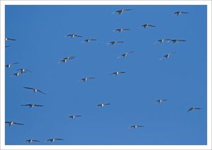 Aiguillon_vol_limicoles_6_170110