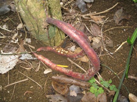 fruits_de_ophiocolea