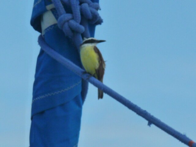 Oiseau à bord du bateau au mouillage de Barra