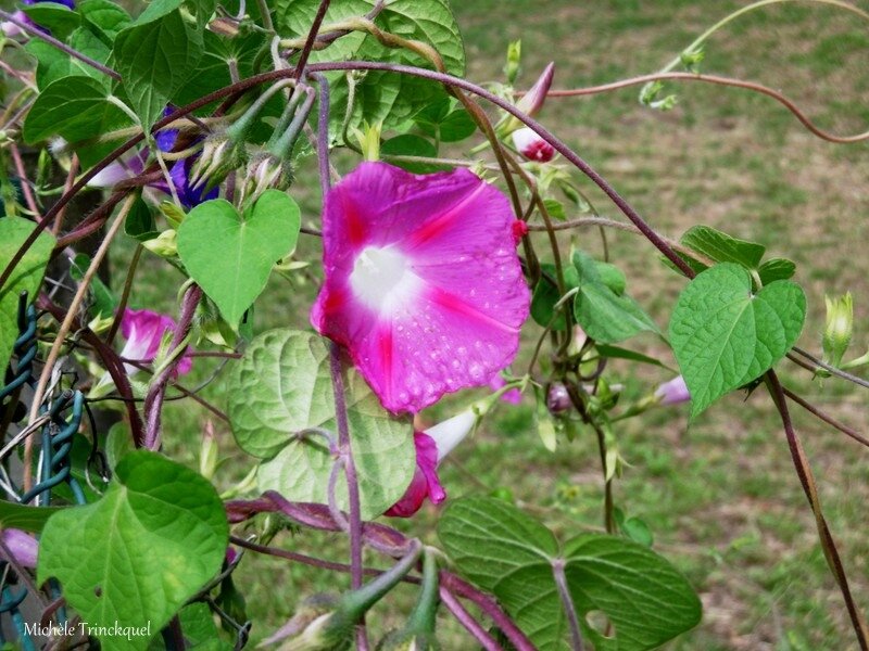 1-Fleurs de Léon 040917