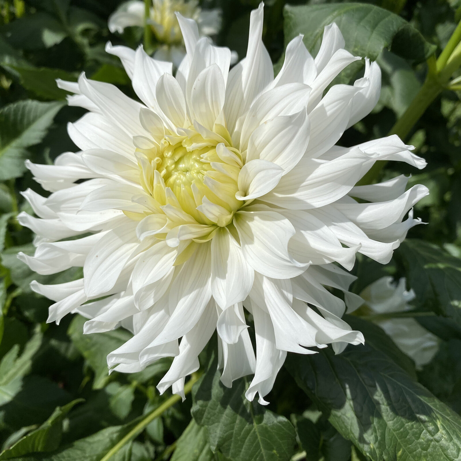 Dahlia-Arica