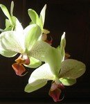 orchidee__2_