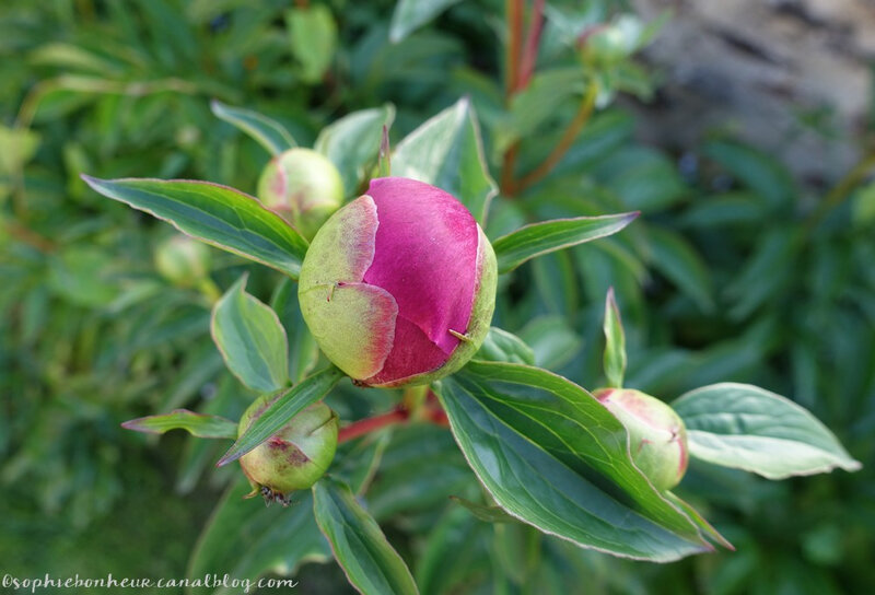 mi mai pivoine rouge