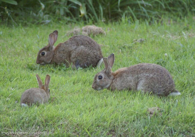 lapins famille