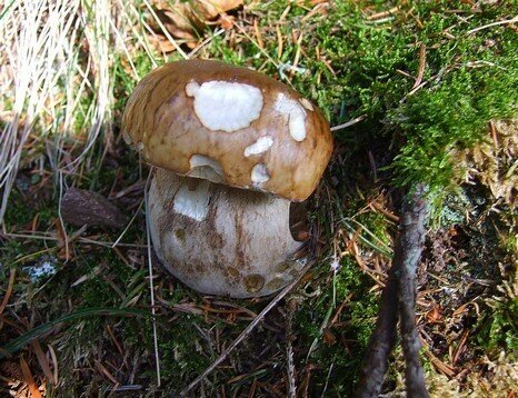 Cèpe de Bordeaux • Boletus edulis