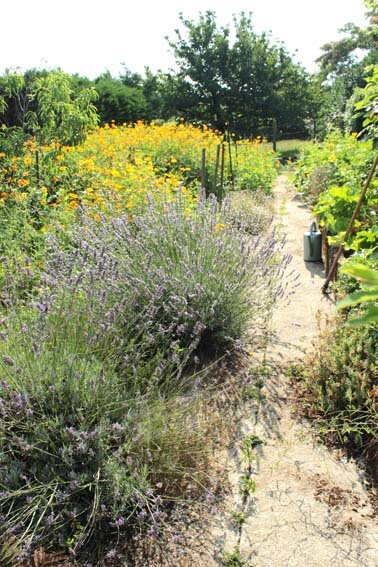 jardin_potager_juillet_2014