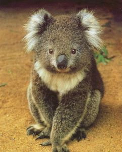 koalas-australie-1337486720-1112173