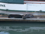 Sea_Lion_at_Pier_39__3_