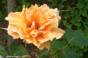 jardins_de_Roquelin_39