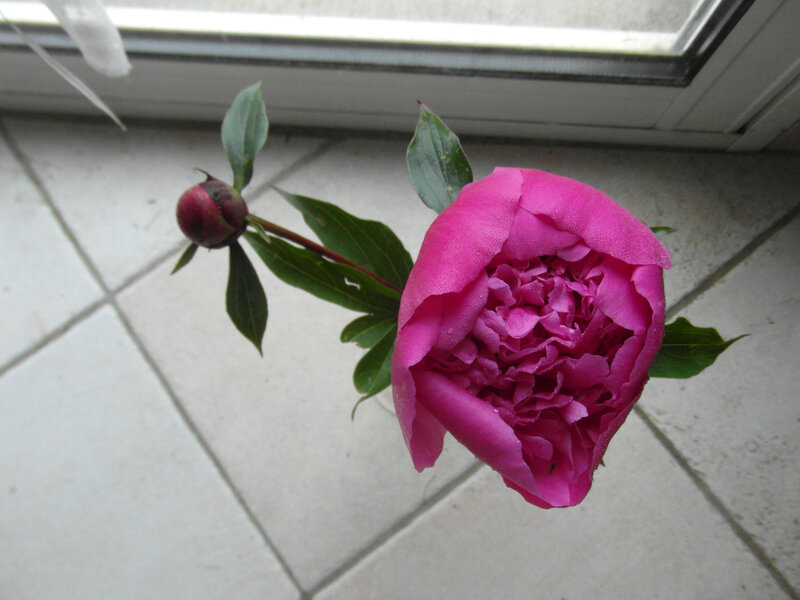 Pivoine 1